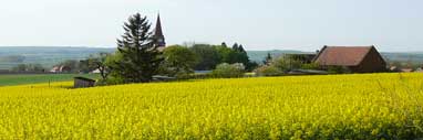 Rapsfeld mit Blick zur Kirche